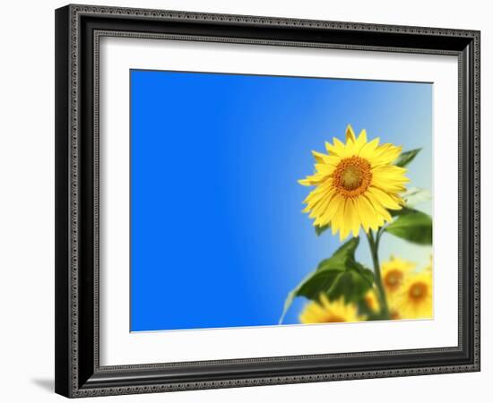 Sunflowers, Artwork-Victor Habbick-Framed Photographic Print