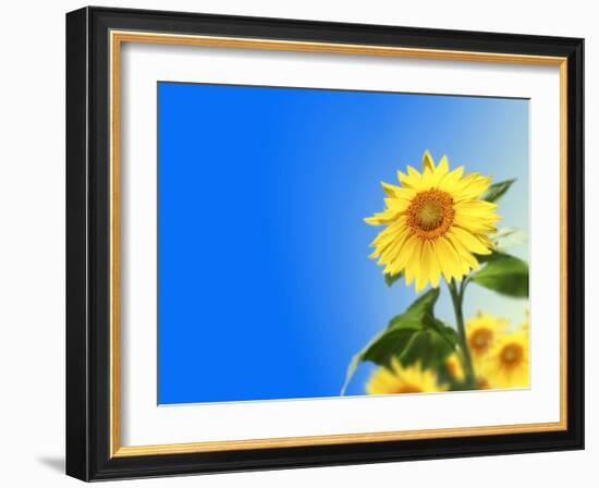 Sunflowers, Artwork-Victor Habbick-Framed Photographic Print