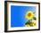 Sunflowers, Artwork-Victor Habbick-Framed Photographic Print