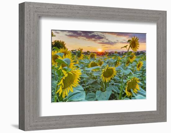 Sunflowers at sunset, Austria-John Guidi-Framed Photographic Print