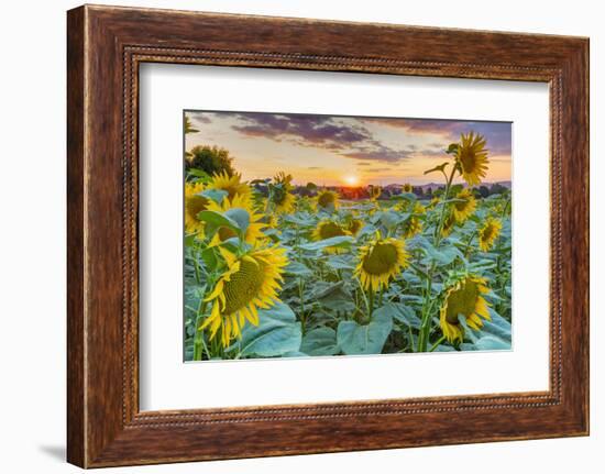 Sunflowers at sunset, Austria-John Guidi-Framed Photographic Print