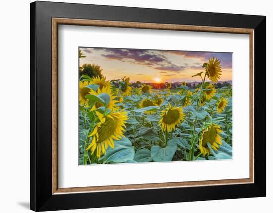 Sunflowers at sunset, Austria-John Guidi-Framed Photographic Print