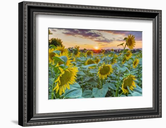 Sunflowers at sunset, Austria-John Guidi-Framed Photographic Print