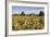 Sunflowers & Barn, Owosso, MI ‘10-Monte Nagler-Framed Photographic Print