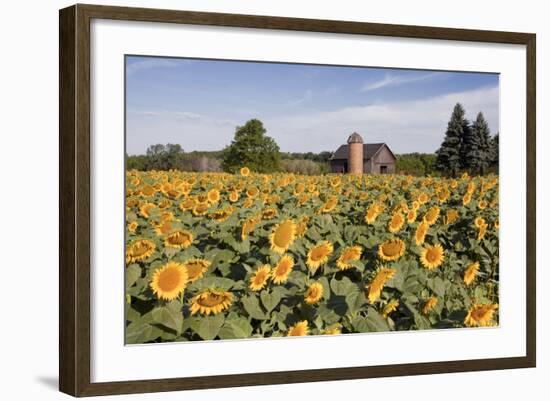 Sunflowers & Barn, Owosso, MI ‘10-Monte Nagler-Framed Photographic Print