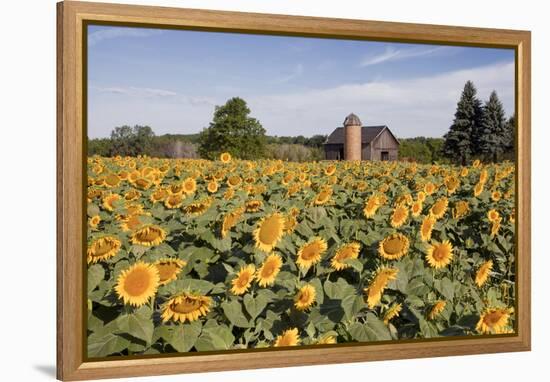 Sunflowers & Barn, Owosso, MI ‘10-Monte Nagler-Framed Premier Image Canvas