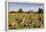 Sunflowers & Barn, Owosso, MI ‘10-Monte Nagler-Framed Premier Image Canvas