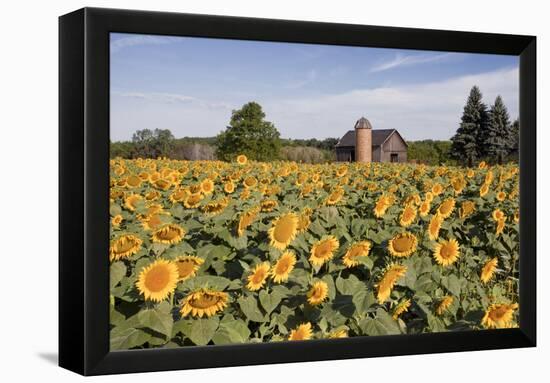 Sunflowers & Barn, Owosso, MI ‘10-Monte Nagler-Framed Premier Image Canvas