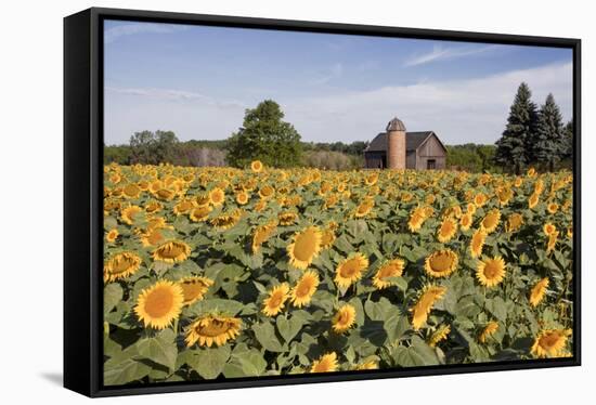 Sunflowers & Barn, Owosso, MI ‘10-Monte Nagler-Framed Premier Image Canvas