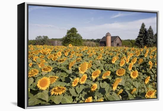 Sunflowers & Barn, Owosso, MI ‘10-Monte Nagler-Framed Premier Image Canvas