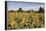 Sunflowers & Barn, Owosso, MI ‘10-Monte Nagler-Framed Premier Image Canvas