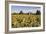 Sunflowers & Barn, Owosso, MI ‘10-Monte Nagler-Framed Photographic Print