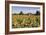 Sunflowers & Barn, Owosso, MI ‘10-Monte Nagler-Framed Photographic Print