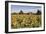 Sunflowers & Barn, Owosso, MI ‘10-Monte Nagler-Framed Photographic Print