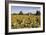 Sunflowers & Barn, Owosso, MI ‘10-Monte Nagler-Framed Photographic Print