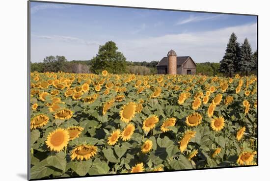 Sunflowers & Barn, Owosso, MI ‘10-Monte Nagler-Mounted Photographic Print