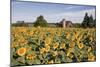 Sunflowers & Barn, Owosso, MI ‘10-Monte Nagler-Mounted Photographic Print