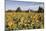 Sunflowers & Barn, Owosso, MI ‘10-Monte Nagler-Mounted Photographic Print