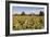 Sunflowers & Barn, Owosso, MI ‘10-Monte Nagler-Framed Photographic Print