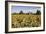 Sunflowers & Barn, Owosso, MI ‘10-Monte Nagler-Framed Photographic Print