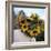 Sunflowers Being Carried by Grower, Washington State, USA-Aaron McCoy-Framed Photographic Print