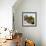 Sunflowers Being Carried by Grower, Washington State, USA-Aaron McCoy-Framed Photographic Print displayed on a wall