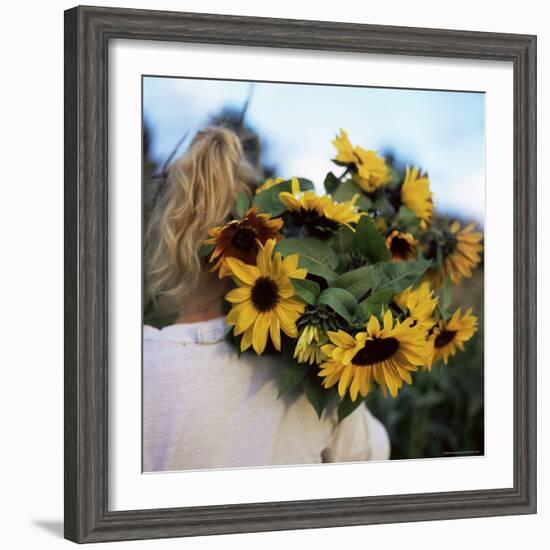 Sunflowers Being Carried by Grower, Washington State, USA-Aaron McCoy-Framed Photographic Print