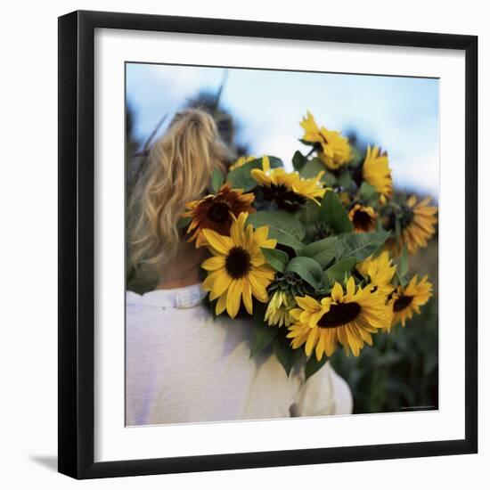 Sunflowers Being Carried by Grower, Washington State, USA-Aaron McCoy-Framed Photographic Print