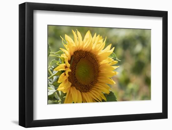 Sunflowers blooming near lavender fields during summer in Valensole, Provence, France.-Michele Niles-Framed Photographic Print