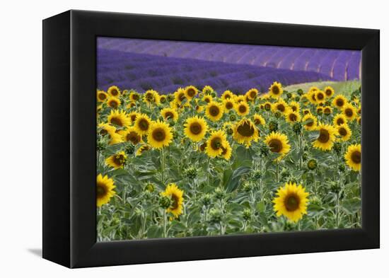 Sunflowers blooming near lavender fields during summer in Valensole, Provence, France.-Michele Niles-Framed Premier Image Canvas