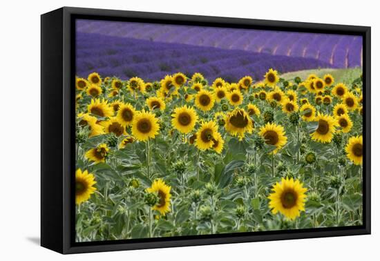 Sunflowers blooming near lavender fields during summer in Valensole, Provence, France.-Michele Niles-Framed Premier Image Canvas