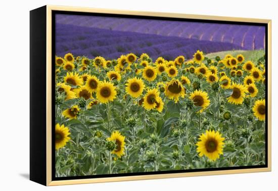 Sunflowers blooming near lavender fields during summer in Valensole, Provence, France.-Michele Niles-Framed Premier Image Canvas