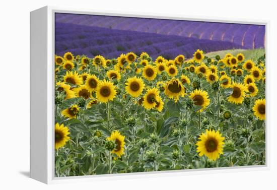 Sunflowers blooming near lavender fields during summer in Valensole, Provence, France.-Michele Niles-Framed Premier Image Canvas