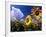 Sunflowers, Colorado, USA-Terry Eggers-Framed Photographic Print