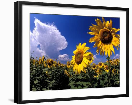 Sunflowers, Colorado, USA-Terry Eggers-Framed Photographic Print
