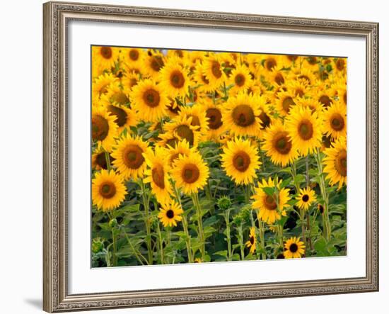 Sunflowers, Colorado, USA-Terry Eggers-Framed Photographic Print