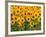 Sunflowers, Colorado, USA-Terry Eggers-Framed Photographic Print