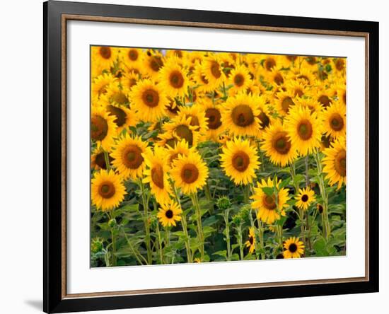 Sunflowers, Colorado, USA-Terry Eggers-Framed Photographic Print