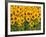 Sunflowers, Colorado, USA-Terry Eggers-Framed Photographic Print