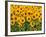 Sunflowers, Colorado, USA-Terry Eggers-Framed Photographic Print