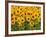 Sunflowers, Colorado, USA-Terry Eggers-Framed Photographic Print