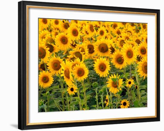 Sunflowers, Colorado, USA-Terry Eggers-Framed Photographic Print