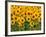 Sunflowers, Colorado, USA-Terry Eggers-Framed Photographic Print