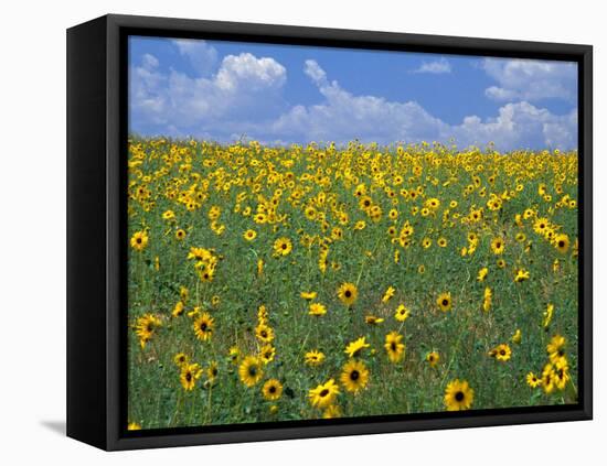 Sunflowers, Colorado, USA-Terry Eggers-Framed Premier Image Canvas