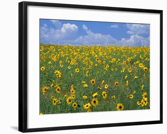 Sunflowers, Colorado, USA-Terry Eggers-Framed Photographic Print