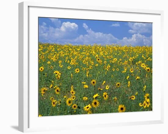 Sunflowers, Colorado, USA-Terry Eggers-Framed Photographic Print