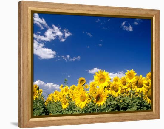 Sunflowers, Colorado, USA-Terry Eggers-Framed Premier Image Canvas