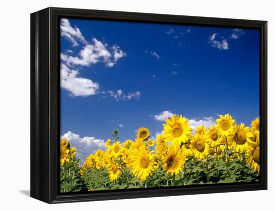 Sunflowers, Colorado, USA-Terry Eggers-Framed Premier Image Canvas