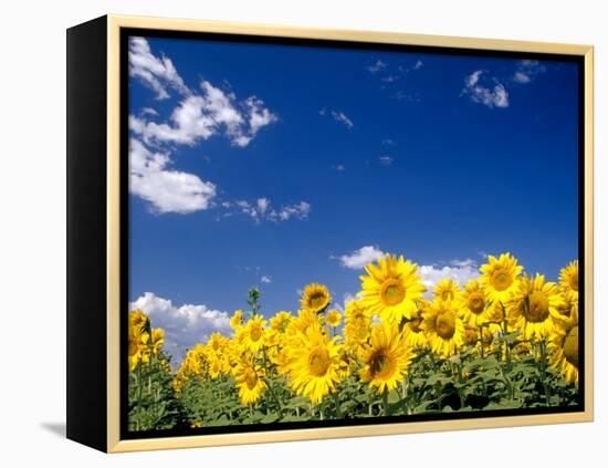 Sunflowers, Colorado, USA-Terry Eggers-Framed Premier Image Canvas