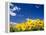 Sunflowers, Colorado, USA-Terry Eggers-Framed Premier Image Canvas